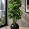 Cheecho Tree (PL1009)