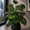 Calathea Plant (PL1003)