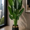 Premium Banana Plant (PL1005)