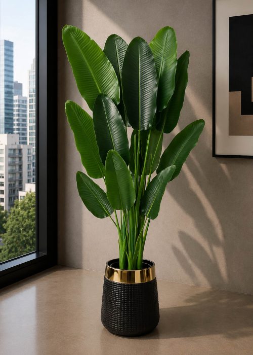 Premium Banana Plant (PL1005)