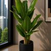 Bambo Banana Plant (PL1008)