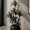 Cordyline Plant (PL1010)