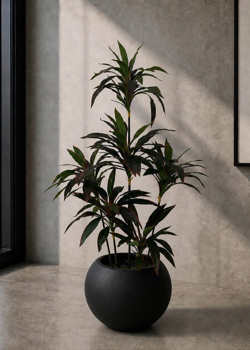 Cordyline Plant (PL1010)