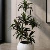 Cordyline Plant (PL1011)