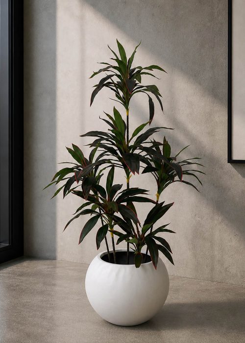 Cordyline Plant (PL1011)