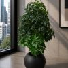 Schefflera Plant (PL1012)