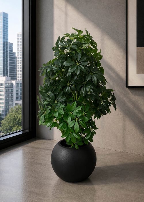 Schefflera Plant (PL1012)