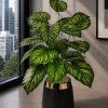 Calathea Plant (PL1014)