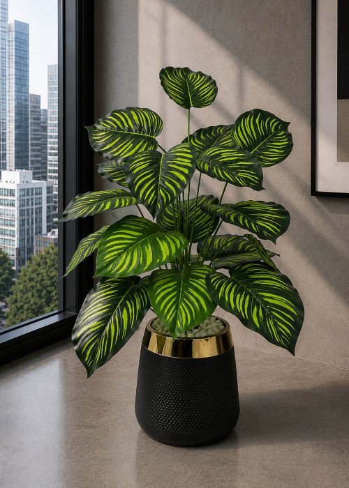 Calathea Plant (PL1014)