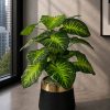 Caladium Plant (PL1015)