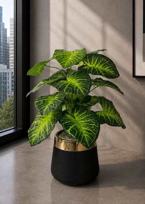 Caladium Plant (PL1015)