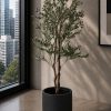 Olive Tree (PL1016)