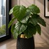Pothos Plant (PL1020)