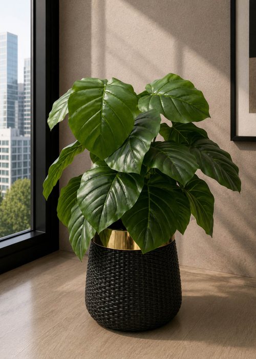 Pothos Plant (PL1020)