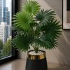 Fan Palm Plant (PL1021)