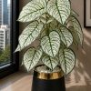 Caladium Plant (PL1024)