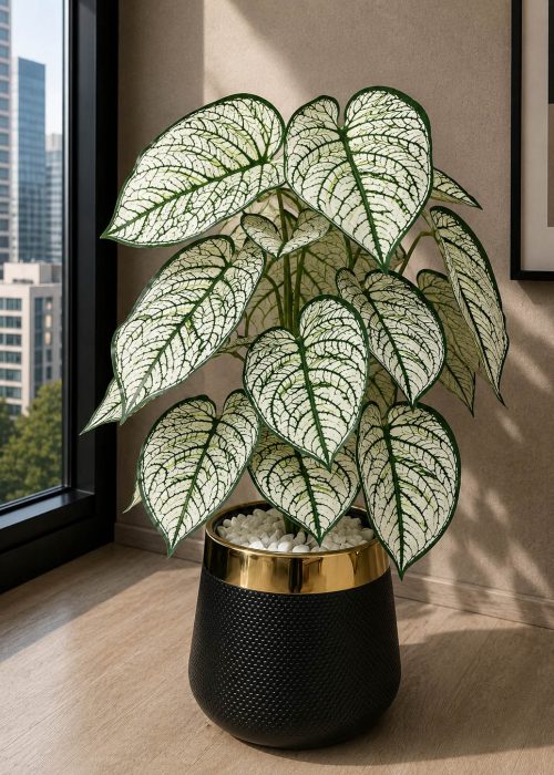 Caladium Plant (PL1024)