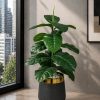Philodendron Plant (PL1026)