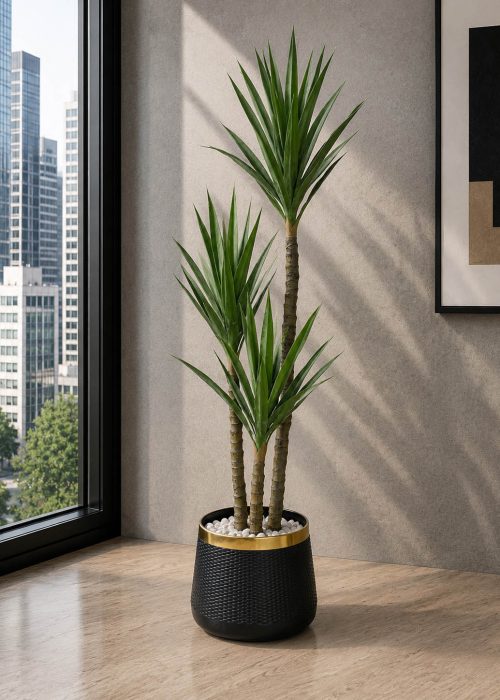 Yucca Plant (PL1028)