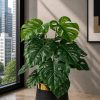 Monstera Plant (PL1029)
