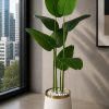 Banana Plant (PL1032)