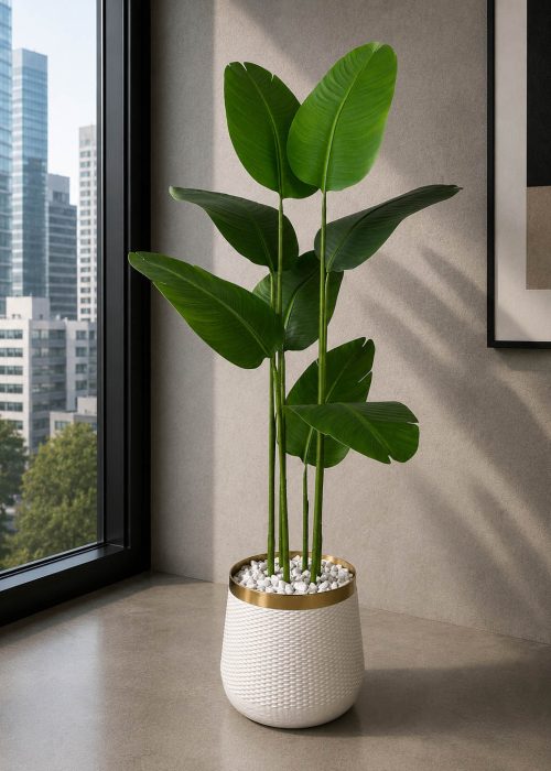 Banana Plant (PL1032)