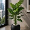 Areca Plant (PL1033)