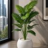 Areca Palm Plant (PL1034)