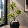 Dracaena Lemon Lime (PL1038)