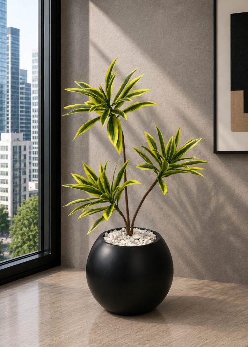 Dracaena Lemon Lime (PL1038)
