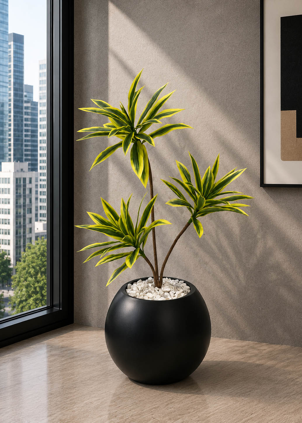 Dracaena Lemon Lime (PL1038)