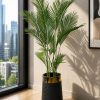 Areca Palm Plant (PL1042)