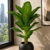 Dieffenbachia Plant (PL1044)