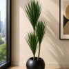 Dracaena Marginata Plant (PL1045)