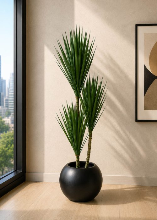 Dracaena Marginata Plant (PL1045)