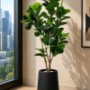 Fiddle Leaf Fig Tree (PL1047)