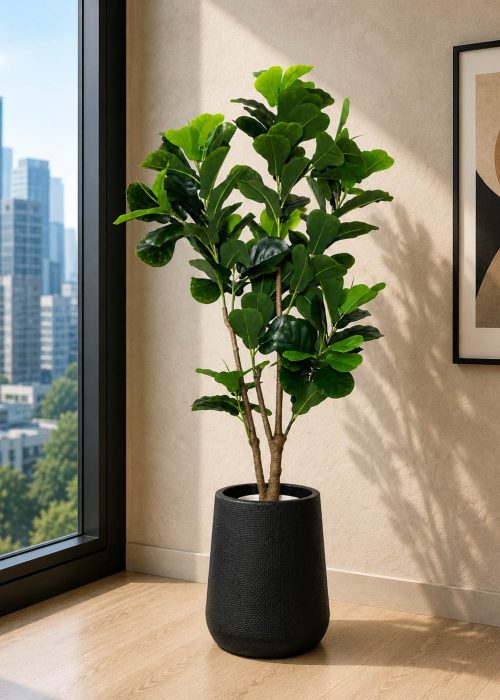 Fiddle Leaf Fig Tree (PL1047)