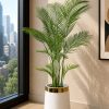 Areca Palm Tree (PL1048)