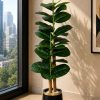 Rubber Plant Tree (PL1050)