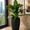 Dieffenbachia Plant (PL1054)