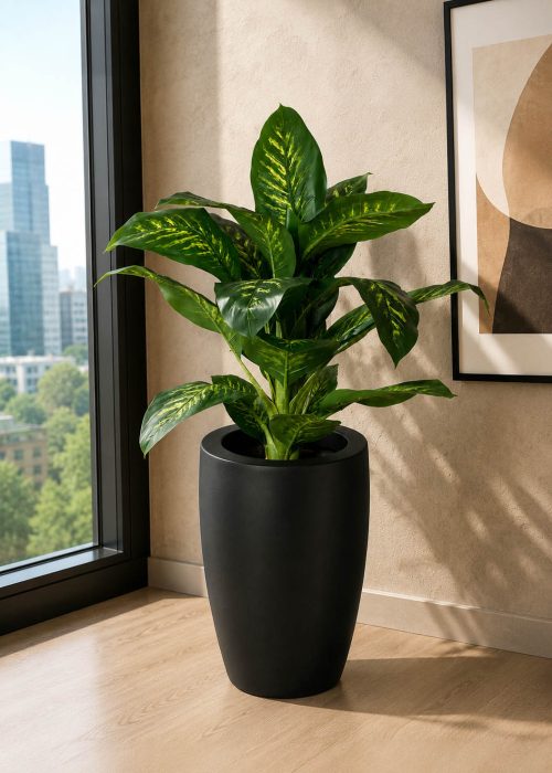 Dieffenbachia Plant (PL1054)