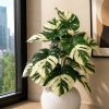 Monstera Plant (PL1055)
