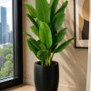 Bambo Banana Plant (PL1056)