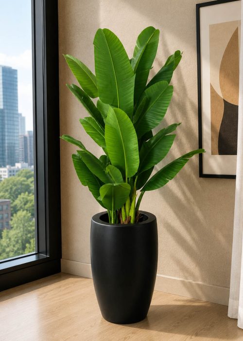 Bambo Banana Plant (PL1056)