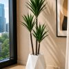 Agave Plant (PL1058)