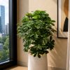Cheecho Plant (PL1062)