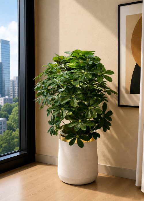 Cheecho Plant (PL1062)