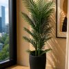 Areca Plant (PL1064)