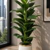 Imperial Banana Plant (PL1070)