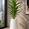Ivory Green Snake Plant (PL1075)